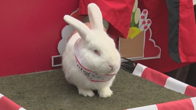 ”トラ”からウサギへタスキリレー　沖縄こどもの国　|　沖縄のニュース｜RBC 琉球放送