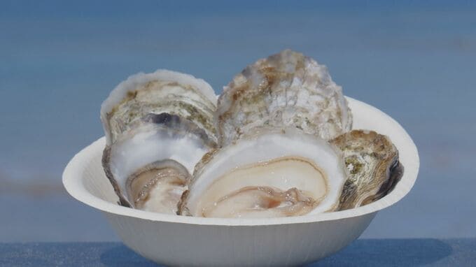 「理論上あたらない」安全な牡蠣（カキ）　海洋深層水で食中毒ゼロを実現した陸上養殖が久米島の産業の柱に|TBS NEWS DIG