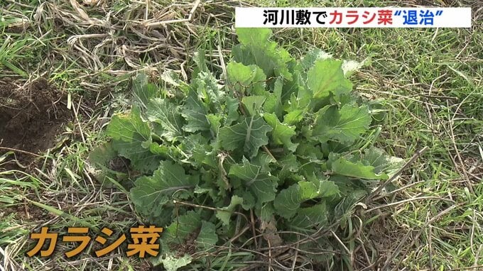 広島菜の伝統守るため　100人がかりで”退治”したのは…「カラシ菜」　広島|TBS NEWS DIG