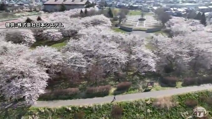 「桜に包まれている」　春色に染まる八戸市新井田公園　空からの絶景|TBS NEWS DIG