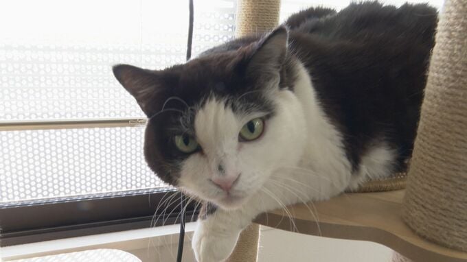 右前脚を失った猫が“ニャンフルエンサー”に　SNSで大バズリ　日章の「ふく部長」快進撃！|TBS NEWS DIG