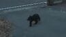 【クマの動画あり】住宅敷地内を悠々と…クマ目撃相次ぐ　福島市の住宅街、近くに小学校も　|　福島のニュース│TUF