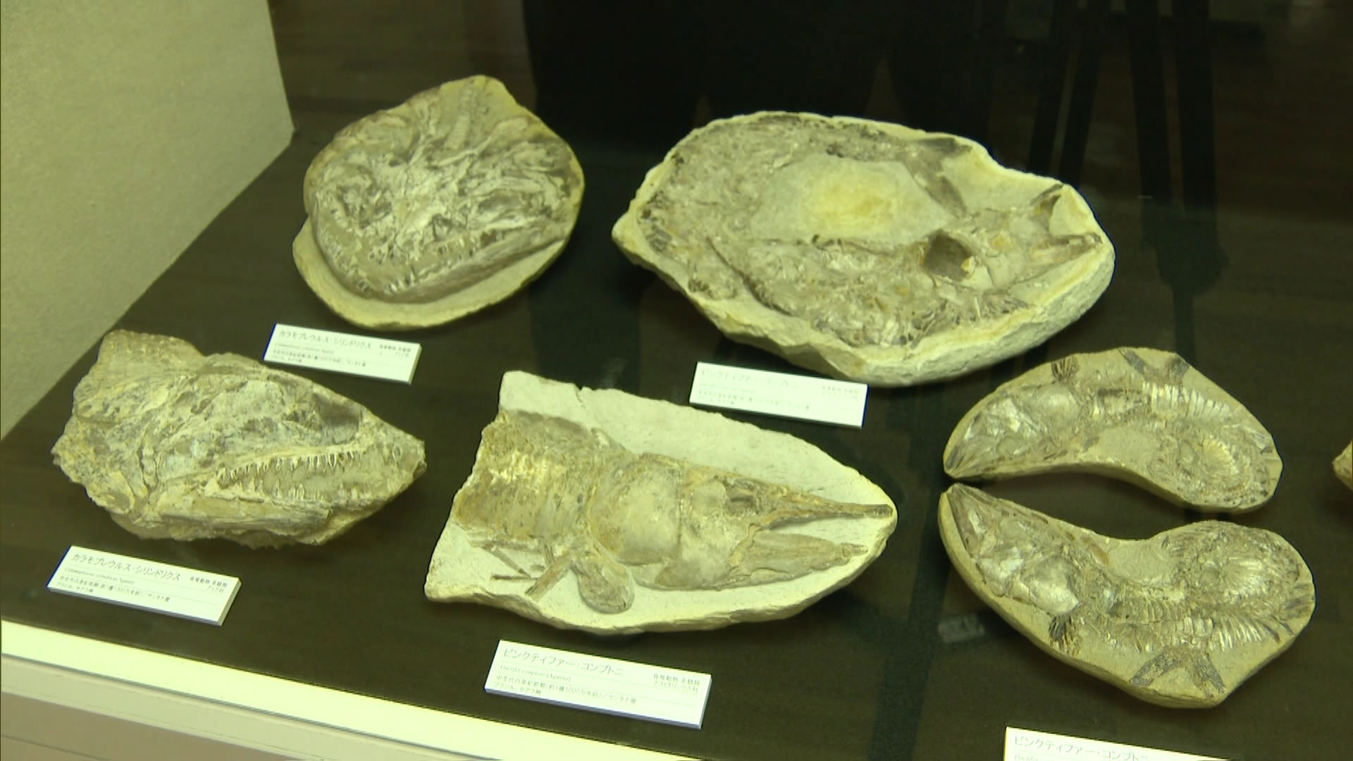 化石のふしぎ展 | TBS NEWS DIG