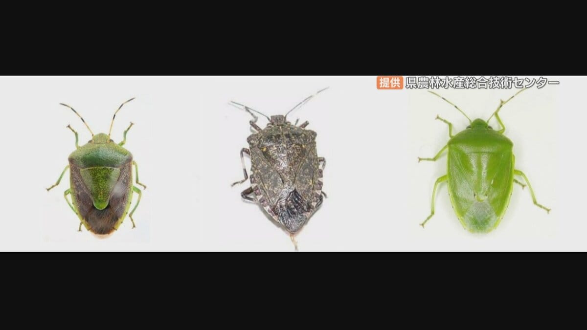 カメムシ増やさないために草刈りを 大量発生の可能性受け 県が農家に