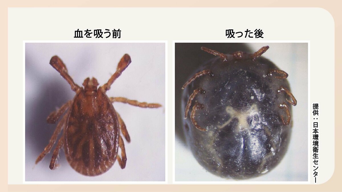 マダニ 何年生きる？ [2024]: マダニ 生息域 , 2025年夏 マダニ対策最新版｜高橋 美智子 – OKAHJJ