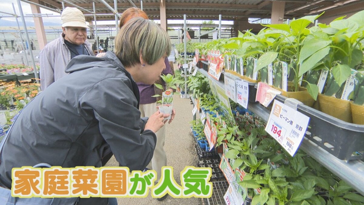 物価高で家庭菜園が人気　大手メーカーの苗は売上1.4倍「収穫量が多い、育てやすい、病気にかかりにくい」　山梨