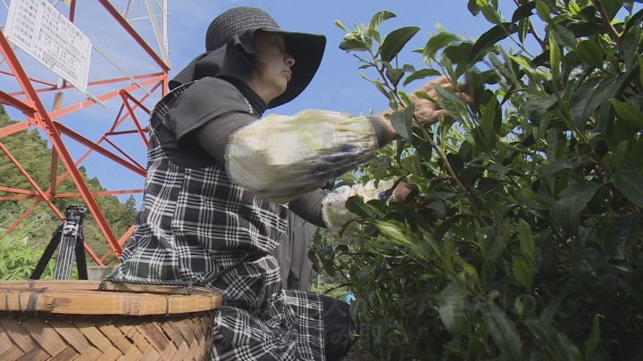「香りのよい南部茶に仕上がると思う」　一番茶の収穫始まる　去年より1週間早く茶摘み　今月に入って生育が進む　山梨・南部町