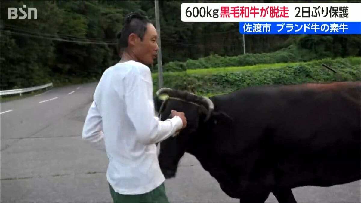 サムネイル_佐渡で600キロの黒毛和牛が家出? 2日ぶりに農場に帰宅 ブランド牛として全国へ出荷する貴重な和牛
