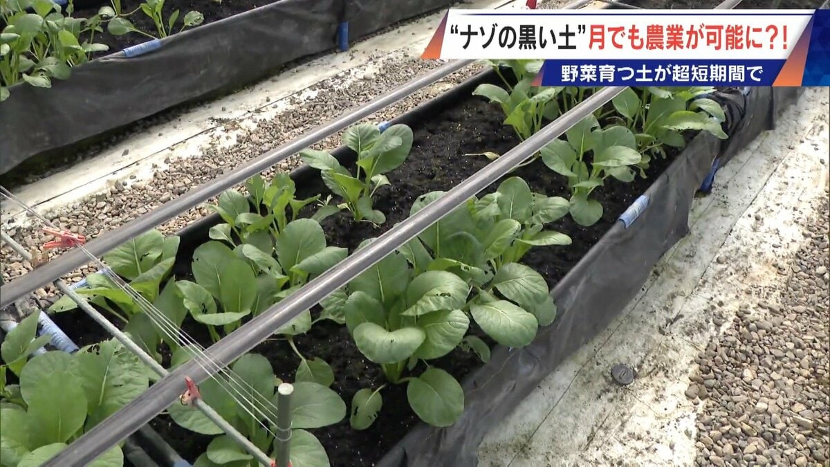 “謎の黒い土” 月での農業を可能にする技術？甘いミニトマトの収穫はロボットで 日本の農業を変える最先端技術