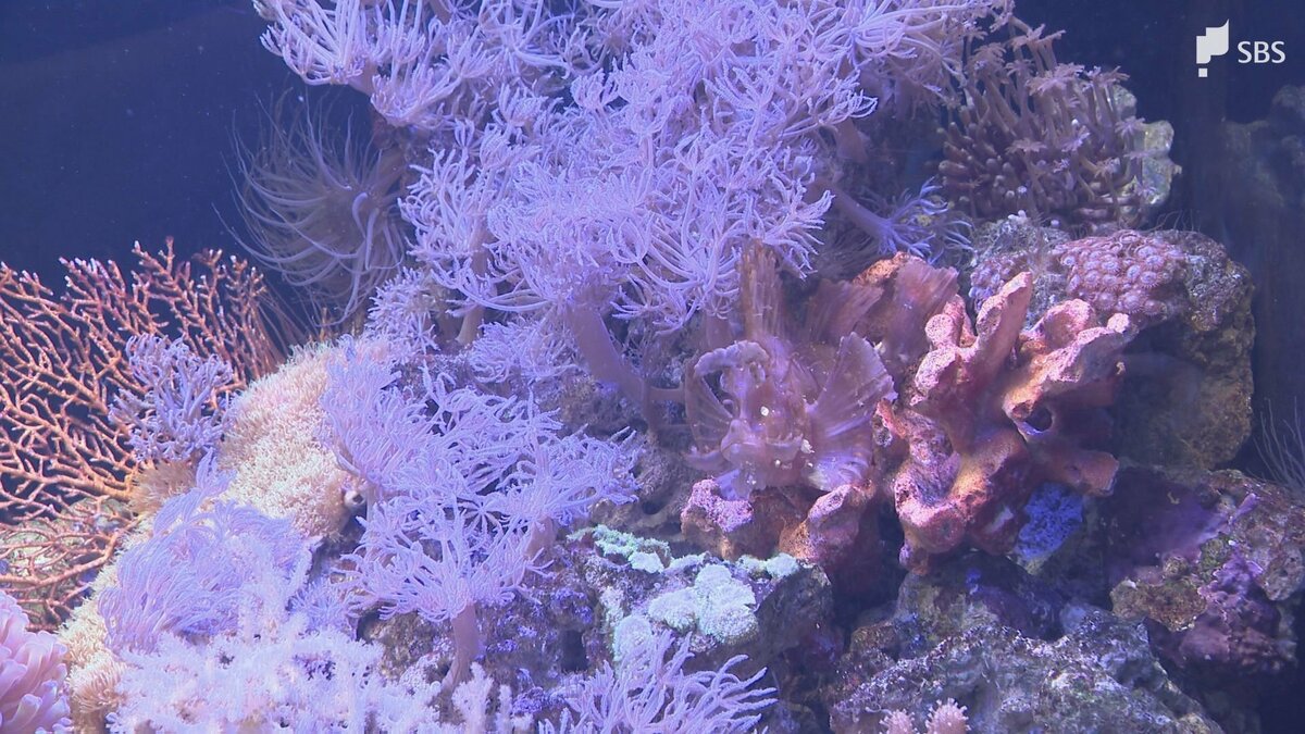サンゴ礁に紛れ⋯水中を漂う落ち葉のように⋯ “擬態名人”たちの展示会