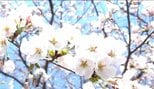 【速報】日本三大夜桜「高田城址公園」が満開に 平年より6日早く… 次の週末は桜吹雪のお花見も 新潟 |TBS NEWS DIG
