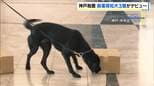 「仕事にひたすらまじめ」麻薬探知犬３頭が同時にデビュー　神戸空港の国際化に伴う密輸の取締り強化へ　神戸税関　|　MBSニュース | 関西の最新ニュースを分かりやすく。