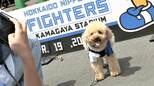 【日本ハム】「いずれは“デコピン選手権”を開催したい」鎌ケ谷スタジアムのペットと一緒に野球観戦が大好評|TBS NEWS DIG
