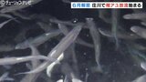 6月のアユ漁解禁に向けて 稚アユの放流が始まる 富山 | 富山のニュース|天気・防災|チューリップテレビ