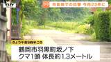 【クマ】今月の市街地目撃件数が去年5月の1か月間を上回る きょうも高校近くなどに出没(山形) | 山形のニュース│TUYテレビユー山形
