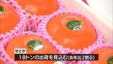 とろける食感 高級かんきつ類「せとか」の初競り 最高値は1箱7個入り1万5千円 過去2番目の高値 | MRTニュース | MRT宮崎放送