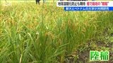 「省力化と温室効果ガス削減というメリット」畑で稲を栽培 新潟大学で研究進む | 新潟のニュース・天気|BSN NEWS|BSN新潟放送