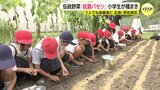 伝統野菜「祇園パセリ」 地元の小学生が種まき 広島・安佐南区|TBS NEWS DIG
