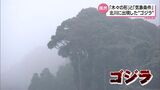 自然の偶然が生み出した 延岡市北川町にゴジラ出現! | MRTニュース | MRT宮崎放送
