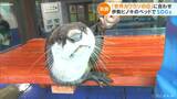 絶滅の危機知って…5月最終水曜日は「世界カワウソの日」 伊勢シーパラダイスの人気者「ひらり」のベッドを新調 三重 | 名古屋・愛知・岐阜・三重のニュース【CBC news】 | CBC web