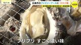 「プリプリで濃い味」 ファミリープールにカキ小屋オープン　カキ大量死が心配される中「例年通りの出来」 活性化策探る実証実験で　|TBS NEWS DIG
