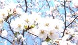 【速報】日本三大夜桜「高田城址公園」が満開に　平年より6日早く…　次の週末は桜吹雪のお花見も　新潟　|TBS NEWS DIG