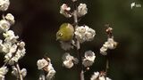 熱海梅園で早咲きのウメが見頃に「初めて来た」「すごく素敵」遅咲きの品種は3月上旬まで楽しめる=静岡　|　静岡のニュース | SBSNEWS | 静岡放送