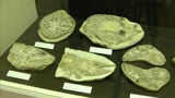 化石のふしぎ展|TBS NEWS DIG