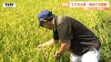 なぜ?県がコメ農家に“早めの刈り取り”求める理由は “等級”と“収入”“ブランド”…猛暑の影響大きく | 山形のニュース│TUYテレビユー山形