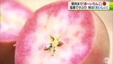 果肉まで“赤~いりんご”知っていますか? 甘酸っぱい真っ赤なリンゴの収穫始まる|TBS NEWS DIG