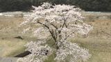 水田の脇に立つ一本桜「神龍桜(じんりゅうざくら)」 満開になると夜には“別の顔”が? 岐阜・本巣市|TBS NEWS DIG