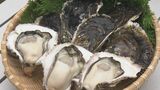 養殖岩ガキの収穫最盛期 濃厚な味わいが特徴 1キロ約1800円で全国に出荷 三重・紀北町 保紀丸水産 | 名古屋・愛知・岐阜・三重のニュース【CBC news】 | CBC web