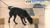 「仕事にひたすらまじめ」麻薬探知犬3頭が同時にデビュー 神戸空港の国際化に伴う密輸の取締り強化へ 神戸税関|TBS NEWS DIG