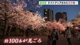ライトアップされた夜桜を… 縮景園（広島市） 来月2日まで　|　RCC NEWS | 広島ニュース | RCC中国放送