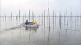 有明海で養殖ノリの収穫始まる 今年は栄養分豊富で品質は上々 昨シーズンの2倍の生産を目指す | 福岡のニュース|RKB NEWS|RKB毎日放送