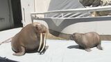 セイウチの赤ちゃん 生後2か月すくすく成長中…よちよち歩きにメロメロ 水族館うみたまご | 大分のニュース|OBS NEWS|大分放送