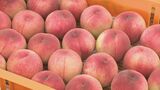直径10センチの“大ぶりモモ”も！金沢で出荷はじまる　|　石川県のニュース｜MRO北陸放送