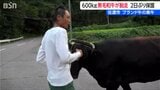 佐渡で600キロの黒毛和牛が家出? 2日ぶりに農場に帰宅 ブランド牛として全国へ出荷する貴重な和牛|TBS NEWS DIG