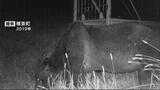 またもや牧場の乳牛襲われる 大型のクマ「OSO18」か 乳牛の角にクマの毛…激しく争ったか 北海道厚岸町 | 北海道のニュース|HBC北海道放送