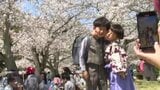 「絶好のお花見日和」サクラ満開 見ごろは今週末まで? 愛媛 | 愛媛のニュース - Nスタえひめ|あいテレビは6チャンネル