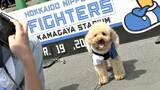 【日本ハム】「いずれは“デコピン選手権”を開催したい」鎌ケ谷スタジアムのペットと一緒に野球観戦が大好評|TBS NEWS DIG