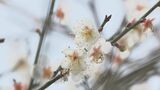 オーシッタイで台湾小梅の白い花が見頃 沖縄県内では「梅」と「桜」の競演が楽しめる 名護市 | 沖縄のニュース|RBC 琉球放送