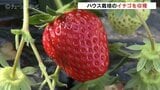 真っ赤なイチゴ、実りの時期に　収穫は2週間遅れも品質は上々　富山・射水市の農園　|　富山のニュース｜天気・防災｜チューリップテレビ