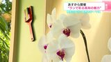 高知の文化・自然がテーマ 8日から開催“ランで彩る高知の魅力” | 高知のニュース・天気|KUTV NEWS | KUTVテレビ高知