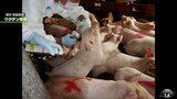 「野生のイノシシ」の死がいからまたも「豚熱」検出 青森県内での感染確認はこれで5件目|TBS NEWS DIG