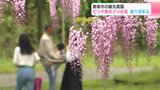 「これからきれいになるなら、また来たい」高知県香南市の観光農園 ピンク色のフジの花 曇り空彩る | 高知のニュース・天気|KUTV NEWS | KUTVテレビ高知