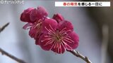 日中の最高気温は16℃予想、春の陽気感じる一日に 気象台は強風に注意呼びかけ 富山 | 富山のニュース|天気・防災|チューリップテレビ