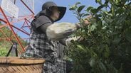「香りのよい南部茶に仕上がると思う」　一番茶の収穫始まる　去年より1週間早く茶摘み　今月に入って生育が進む　山梨・南部町　|　山梨のニュース | ＵＴＹテレビ山梨
