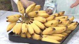 「なんとなく植えた」庭のバナナが “食べごろ”に！食感も味わいも新感覚？みんなで実食！その味は？|TBS NEWS DIG