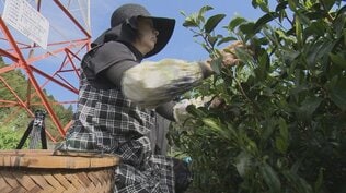 「香りのよい南部茶に仕上がると思う」　一番茶の収穫始まる　去年より1週間早く茶摘み　今月に入って生育が進む　山梨・南部町　|　山梨のニュース | ＵＴＹテレビ山梨